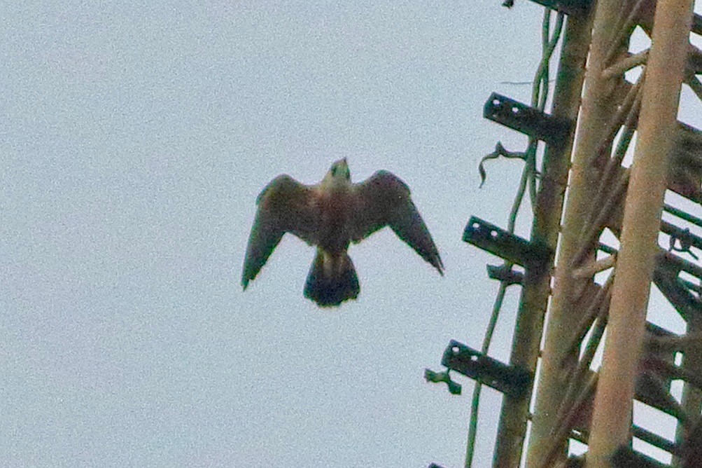 Peregrine Falcon (Shaheen) - ML640302693
