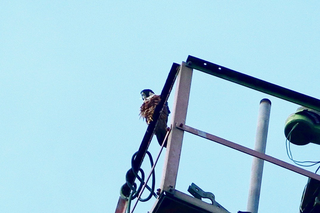 Peregrine Falcon (Shaheen) - ML640302694