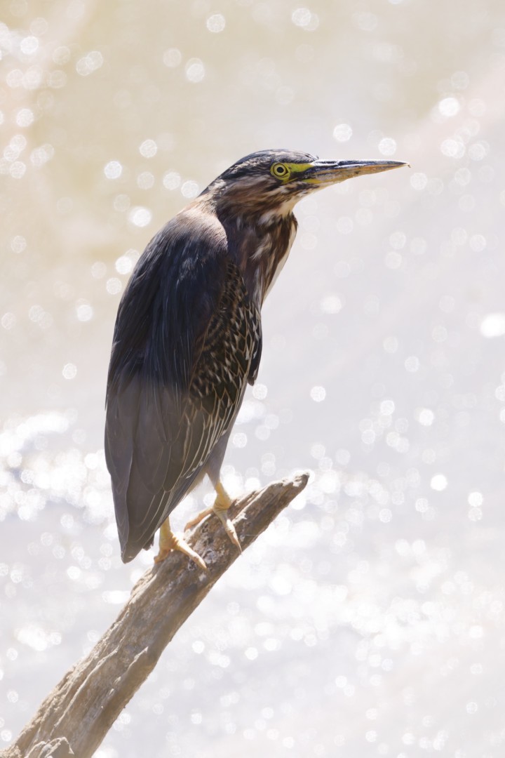 Green Heron - ML640302696