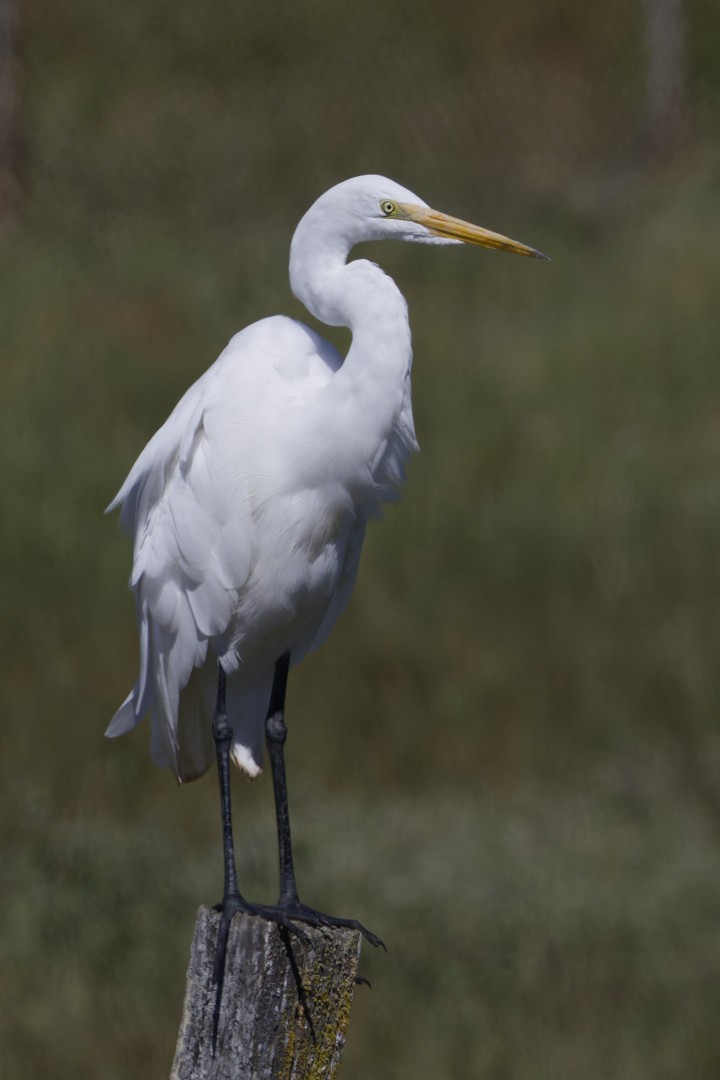 Great Egret - ML640302697