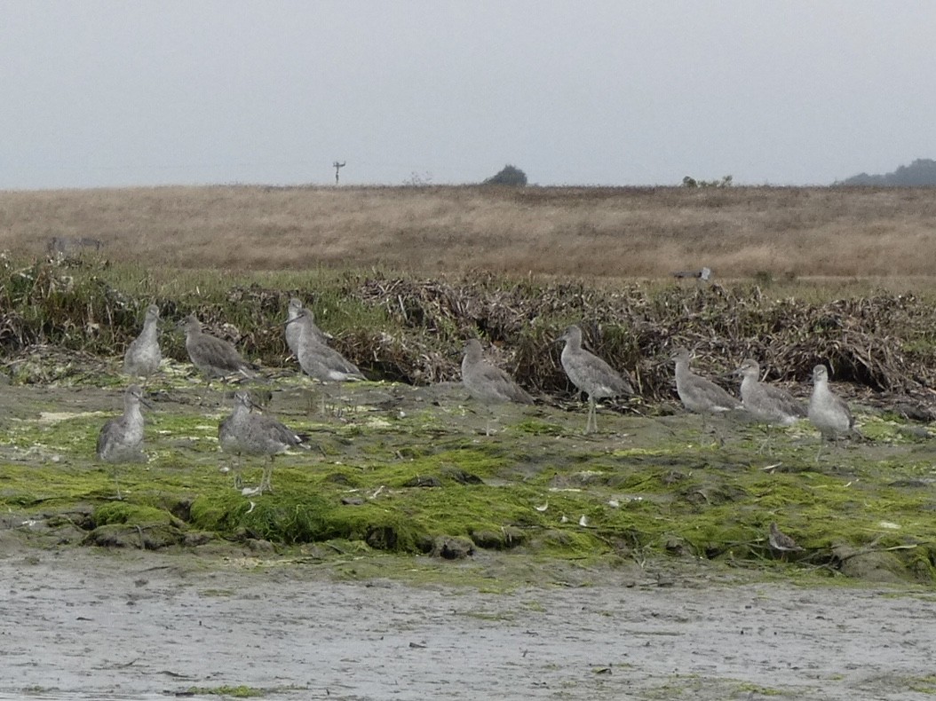 Willet - ML640302698