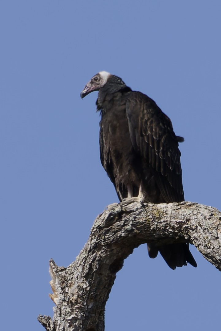 Turkey Vulture - ML640302699