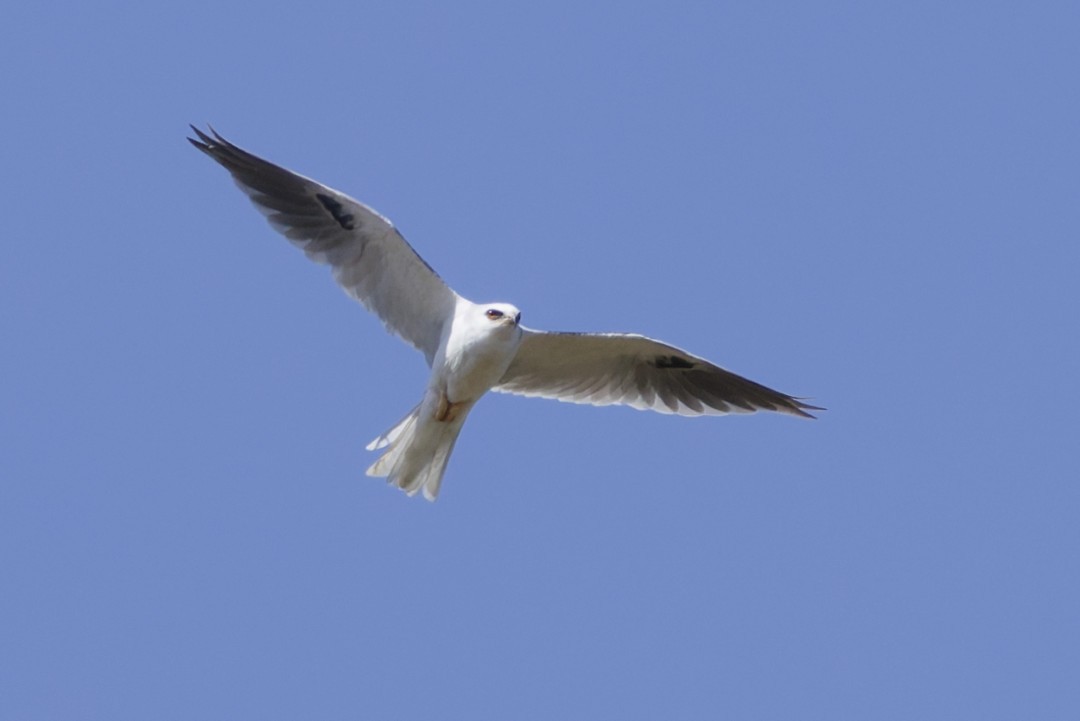 White-tailed Kite - ML640302700