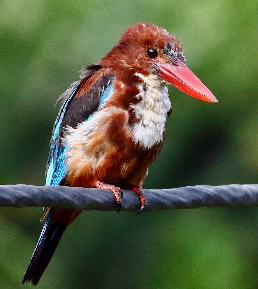 White-throated Kingfisher - ML640302701