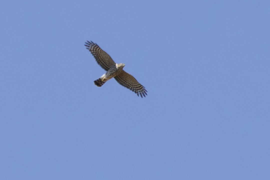 Cooper's Hawk - ML640302702