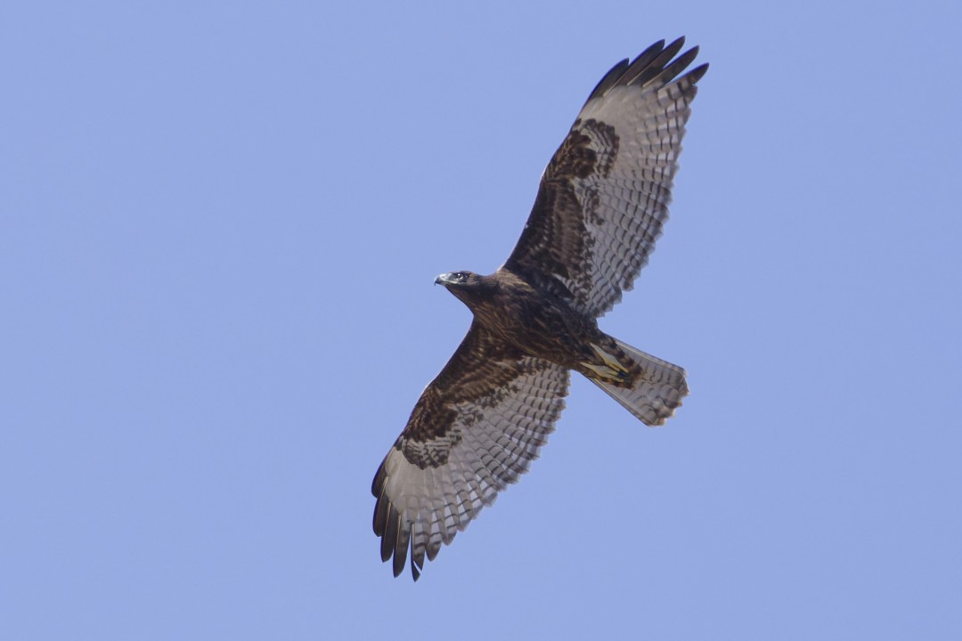 Red-tailed Hawk - ML640302703