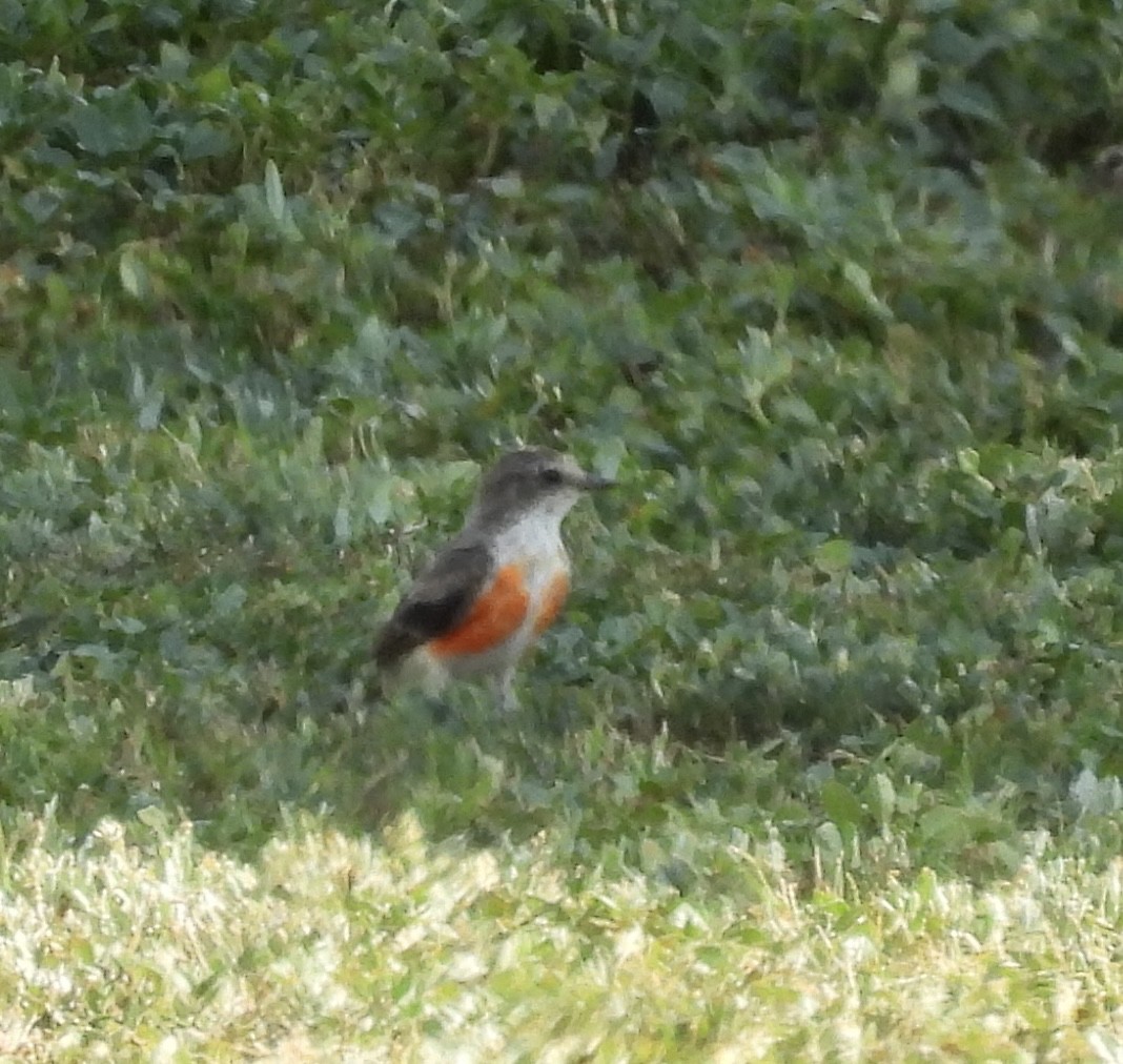 Vermilion Flycatcher - ML640302704