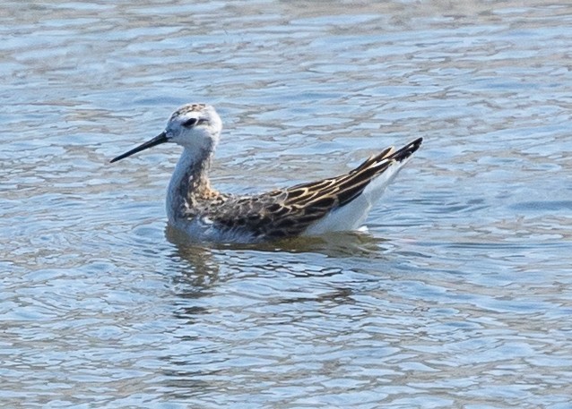 Wilson's Phalarope - ML640302705