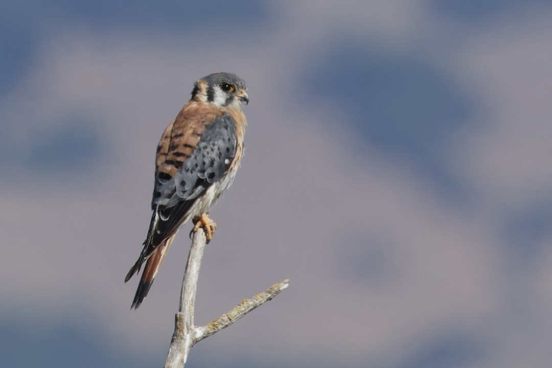 American Kestrel - ML640302706