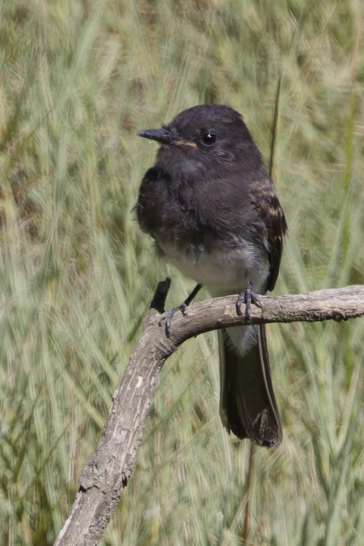Black Phoebe - ML640302707