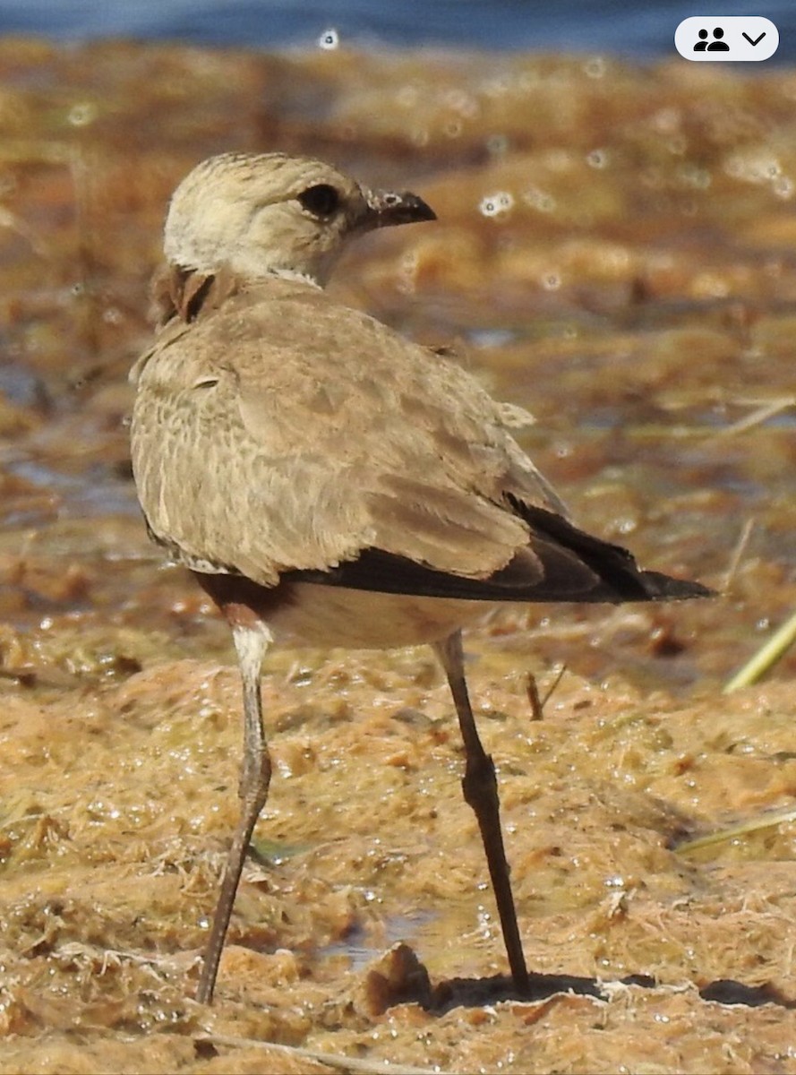 Australian Pratincole - ML640302708