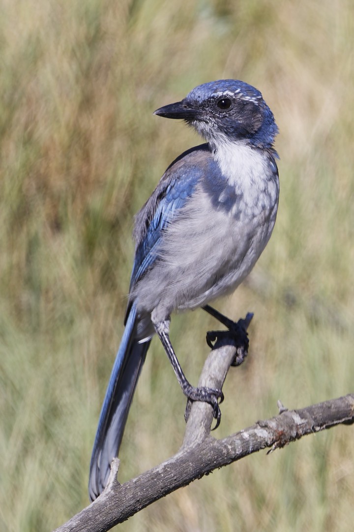California Scrub-Jay - ML640302709