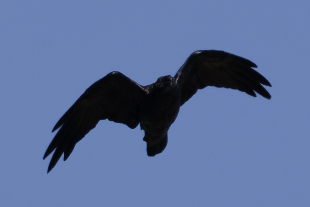 American Crow - ML640302710
