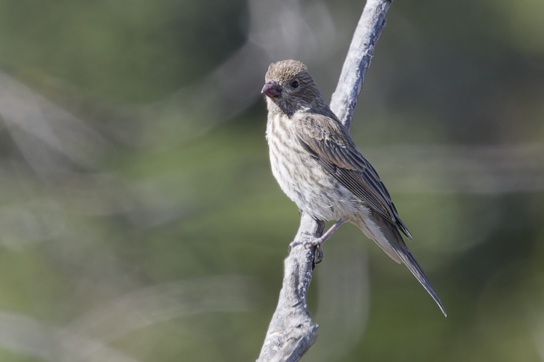 House Finch - ML640302711