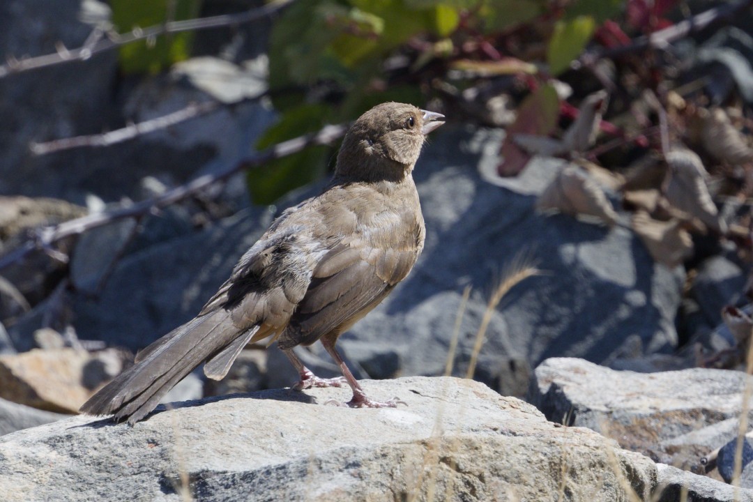 California Towhee - ML640302713