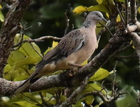Spotted Dove - ML640302716