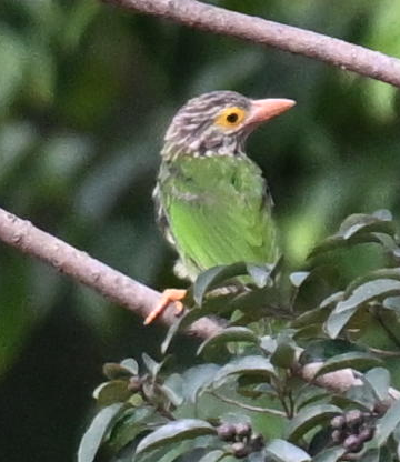 Lineated Barbet - ML640302719