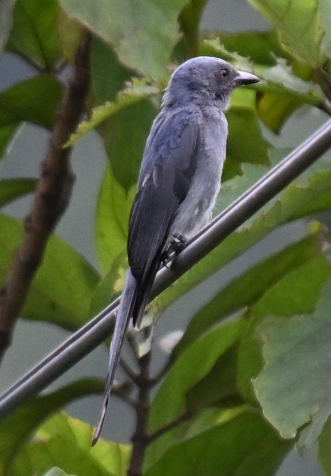 Ashy Drongo - ML640302722