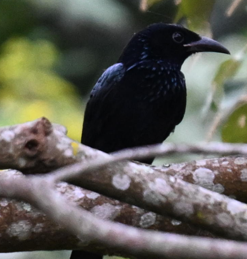 Hair-crested Drongo - ML640302723