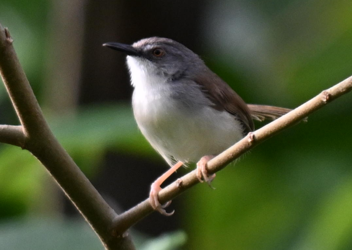 Rufescent Prinia - ML640302727
