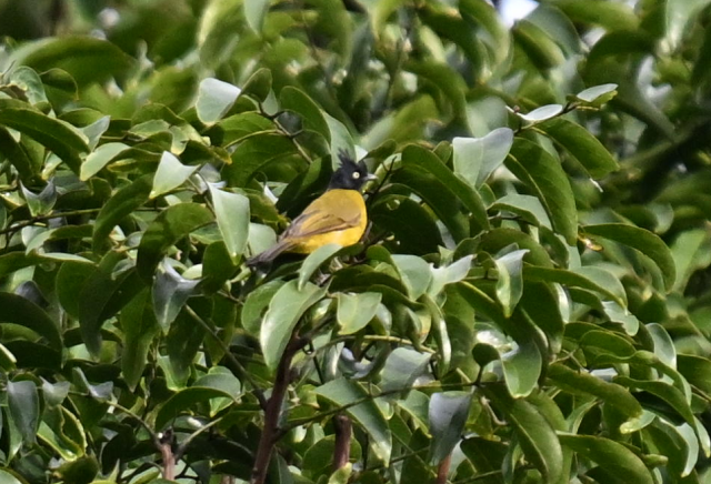 Black-crested Bulbul - ML640302728