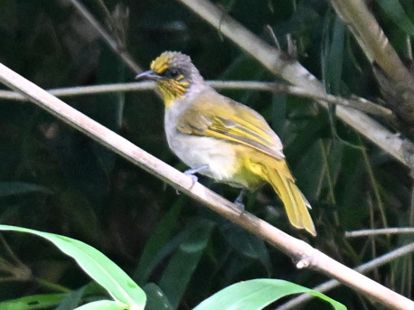 Stripe-throated Bulbul - ML640302729