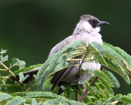 Sooty-headed Bulbul - ML640302735