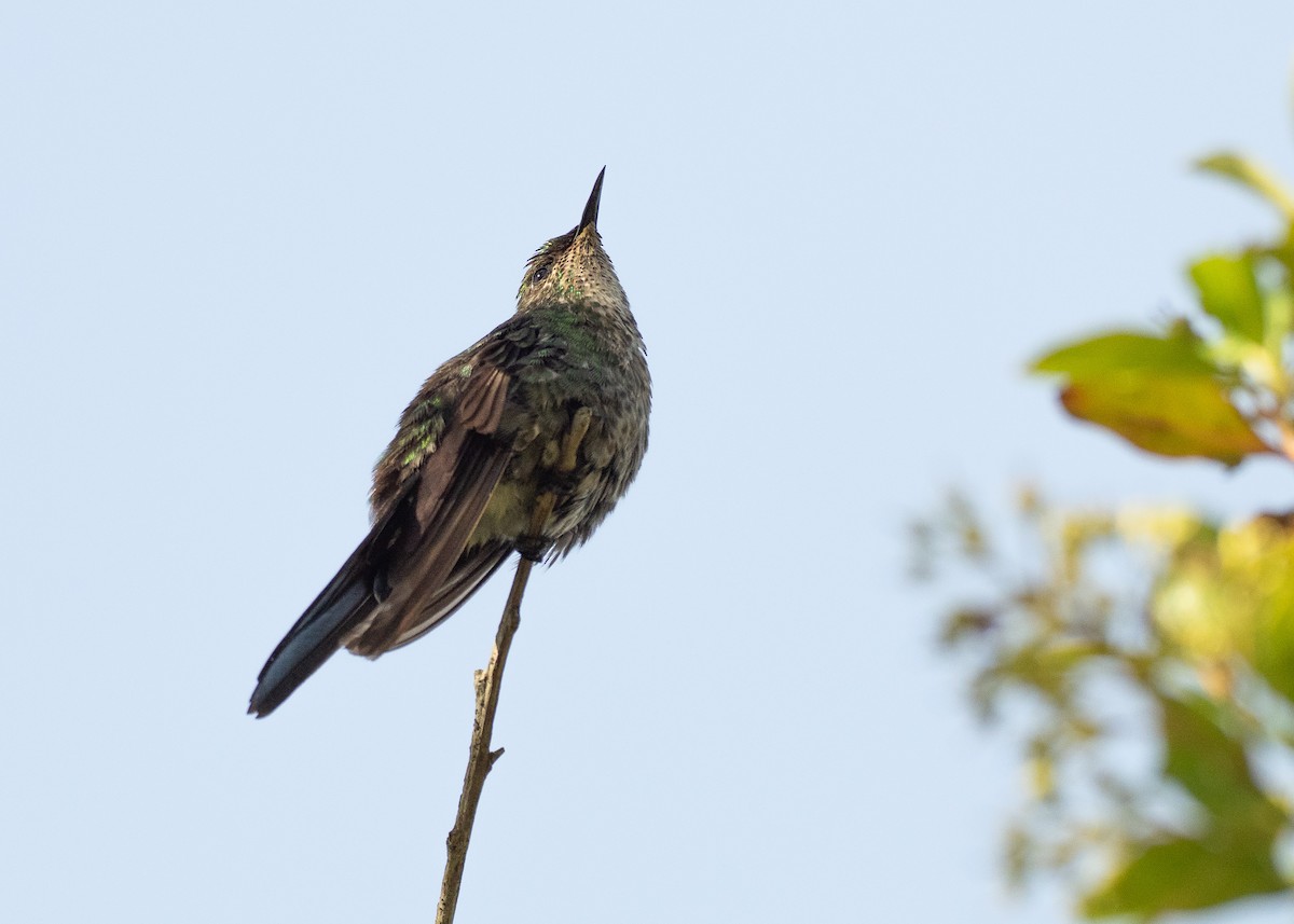 Black-backed Thornbill - ML640302799