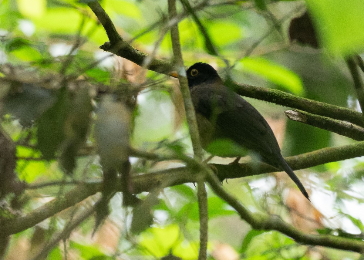 Black-hooded Thrush - ML640302818