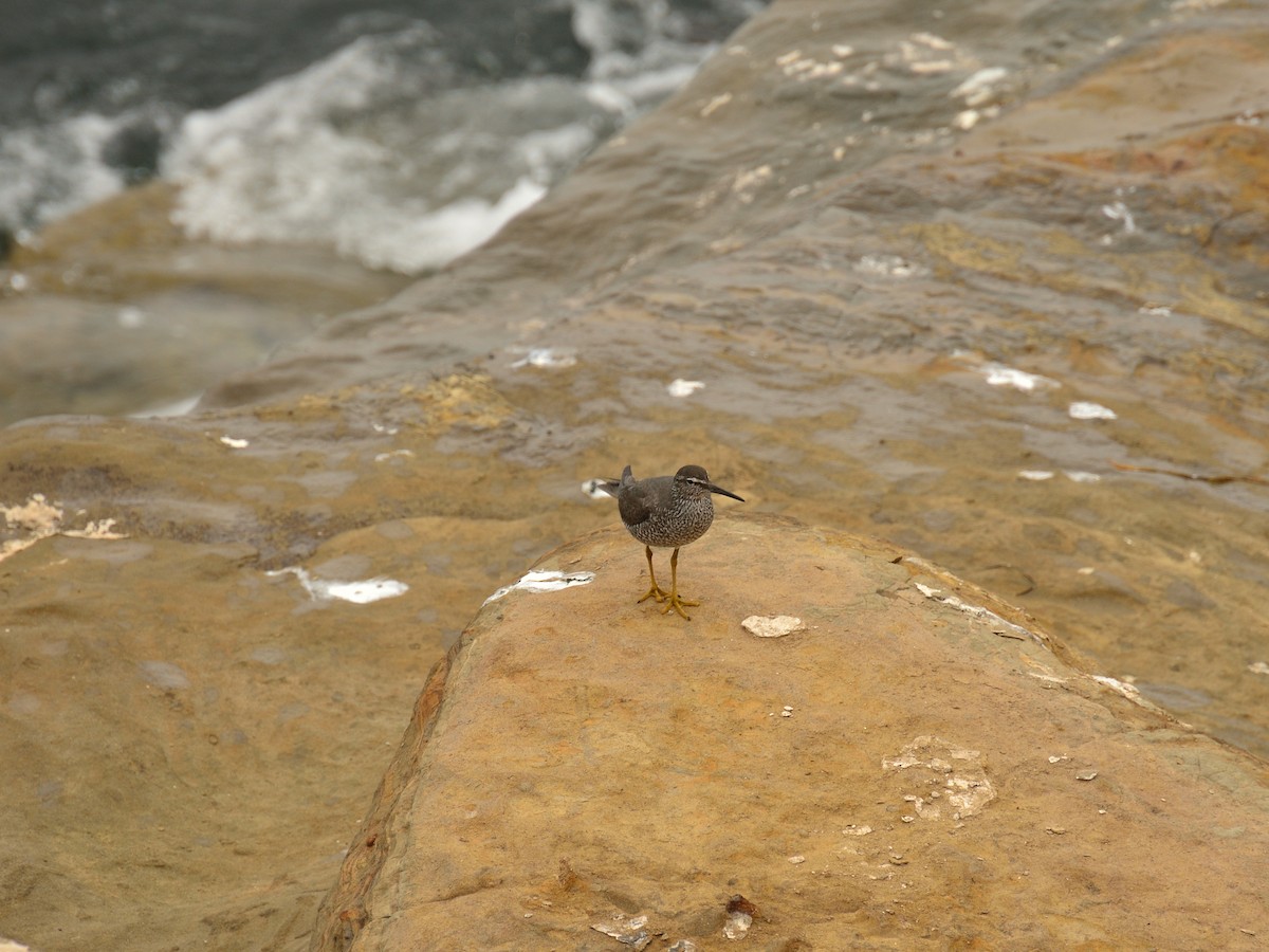 Wandering Tattler - ML640302827