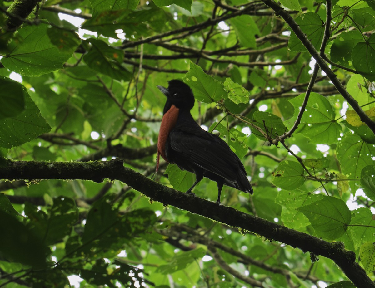 Bare-necked Umbrellabird - ML640302839