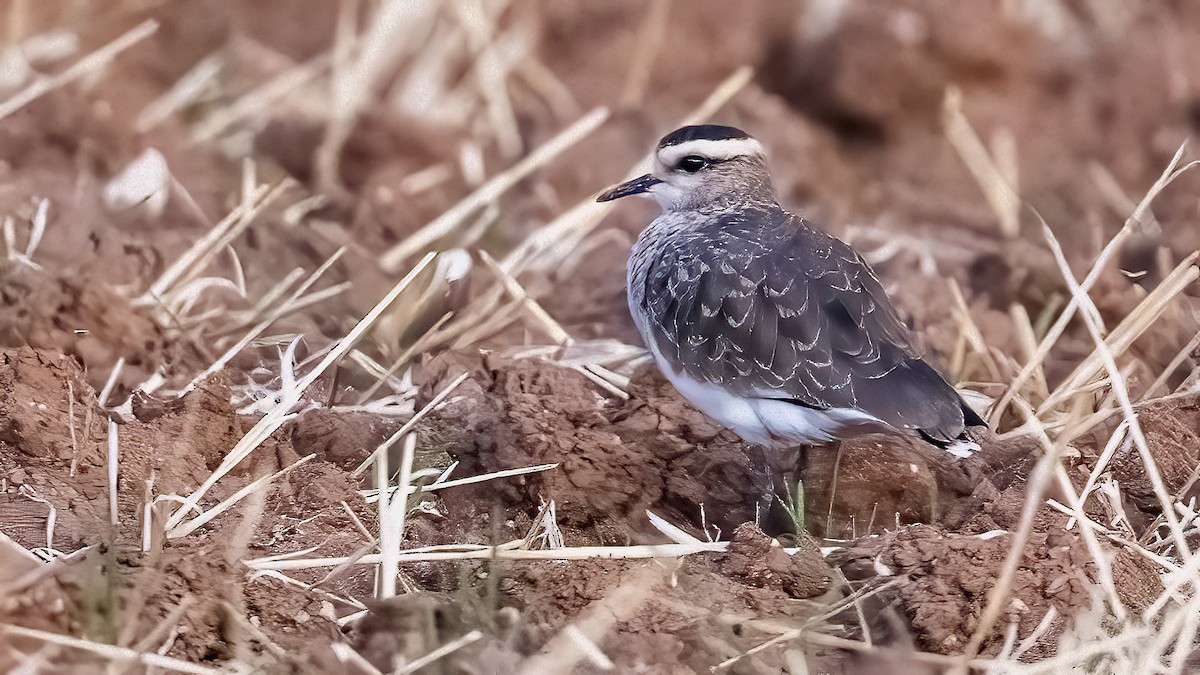Sociable Lapwing - ML640302929