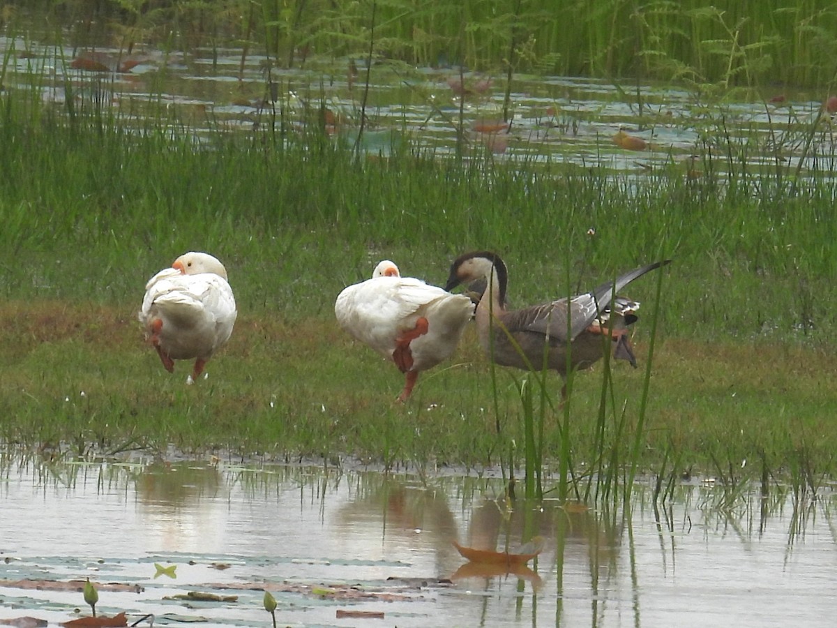 Swan Goose (Domestic type) - ML640302985