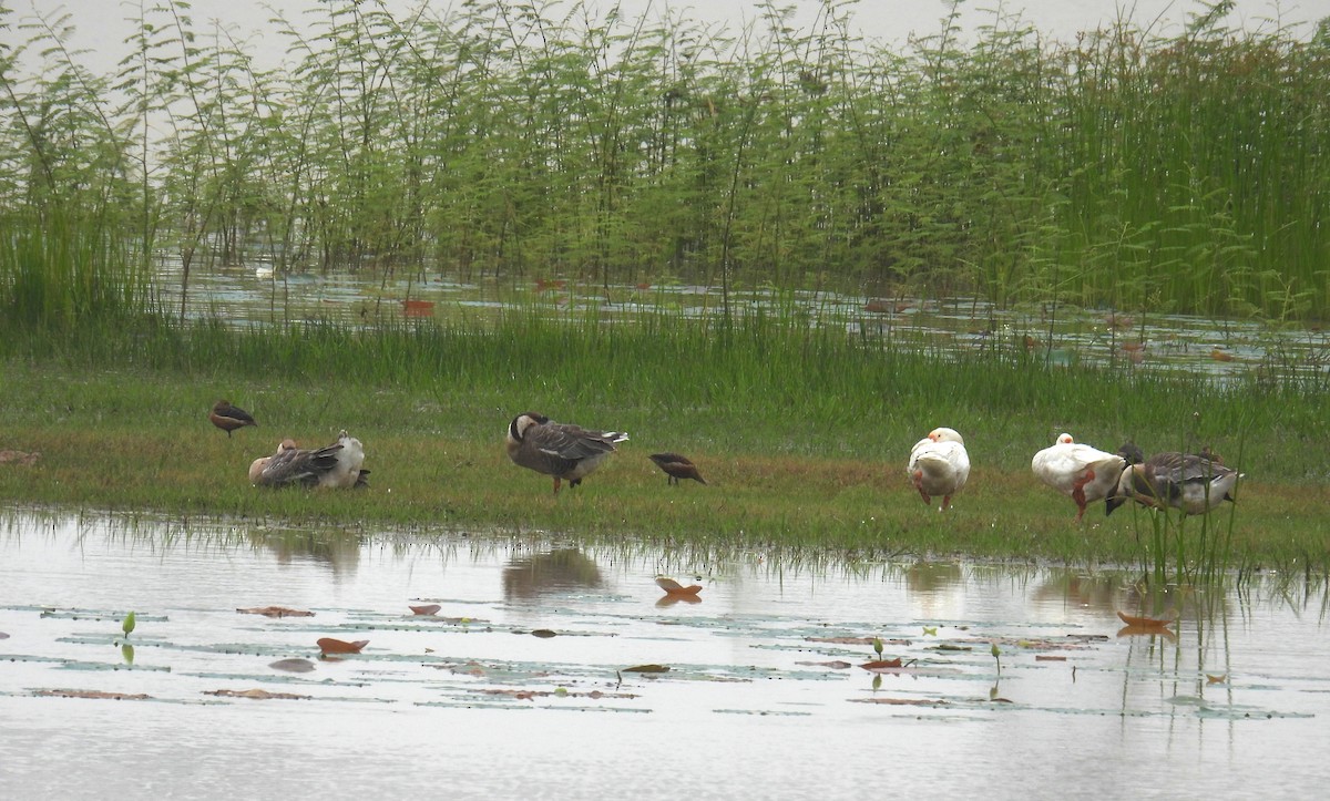 Swan Goose (Domestic type) - ML640302987