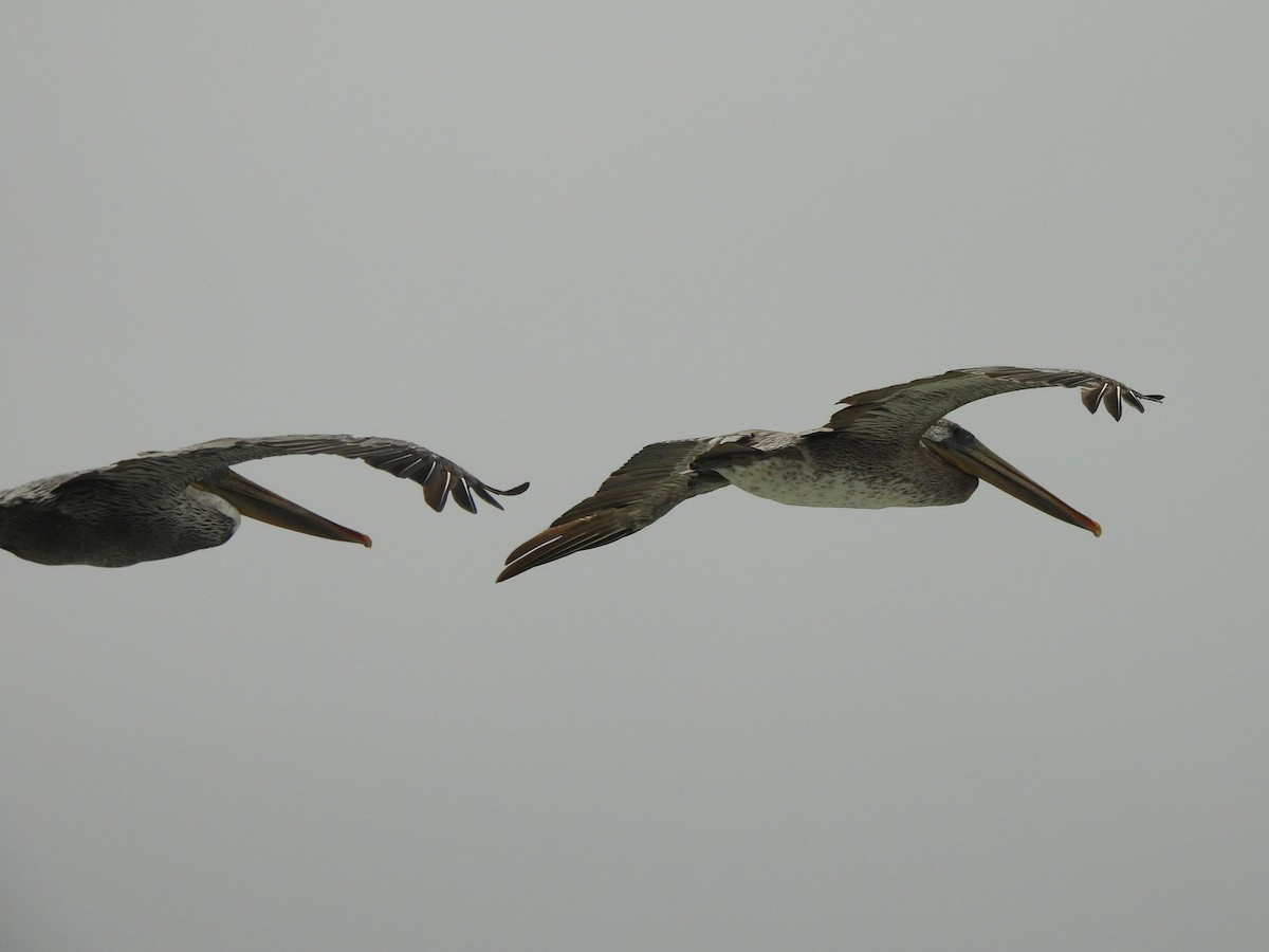 Brown Pelican - ML640302988