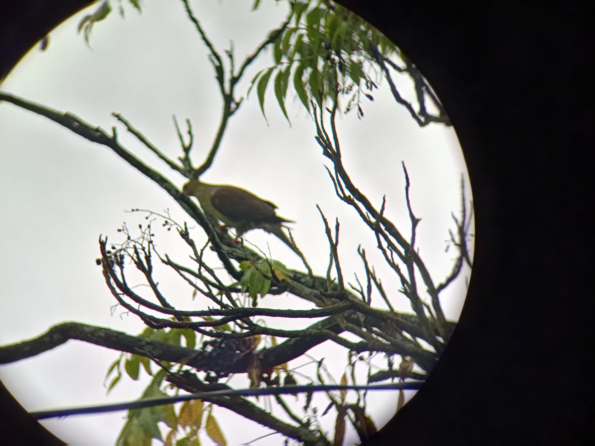 Wedge-tailed Green-Pigeon - ML640302995
