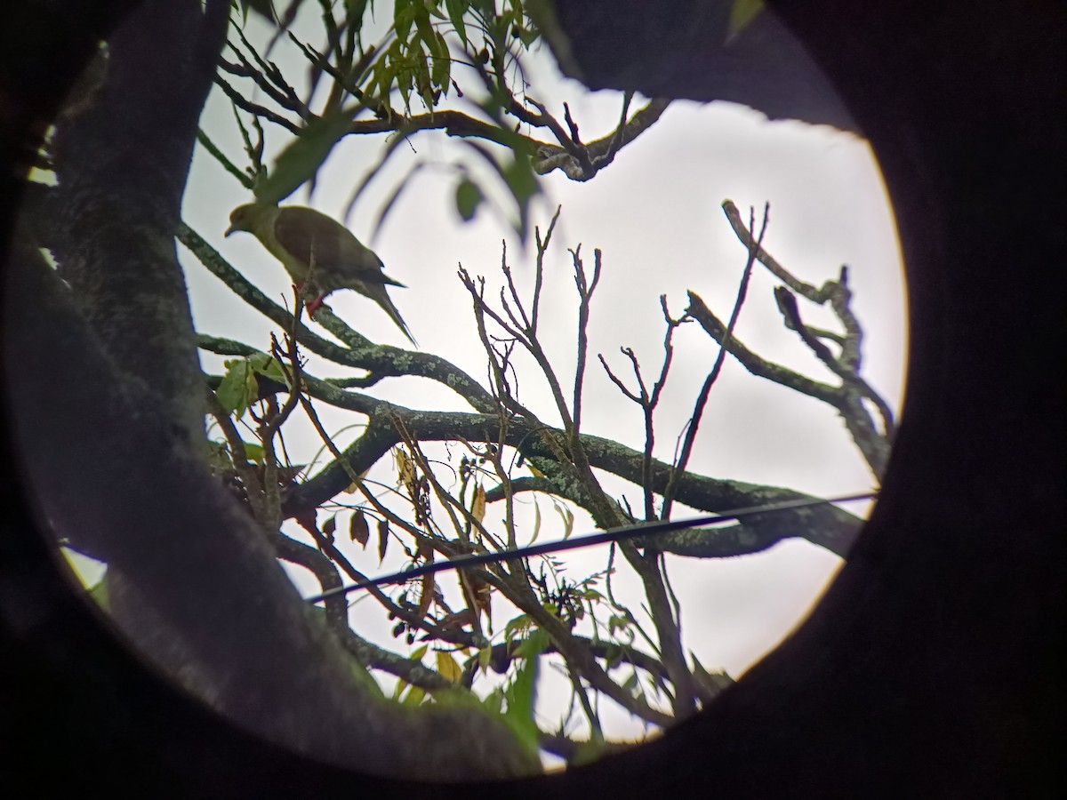 Wedge-tailed Green-Pigeon - ML640302996