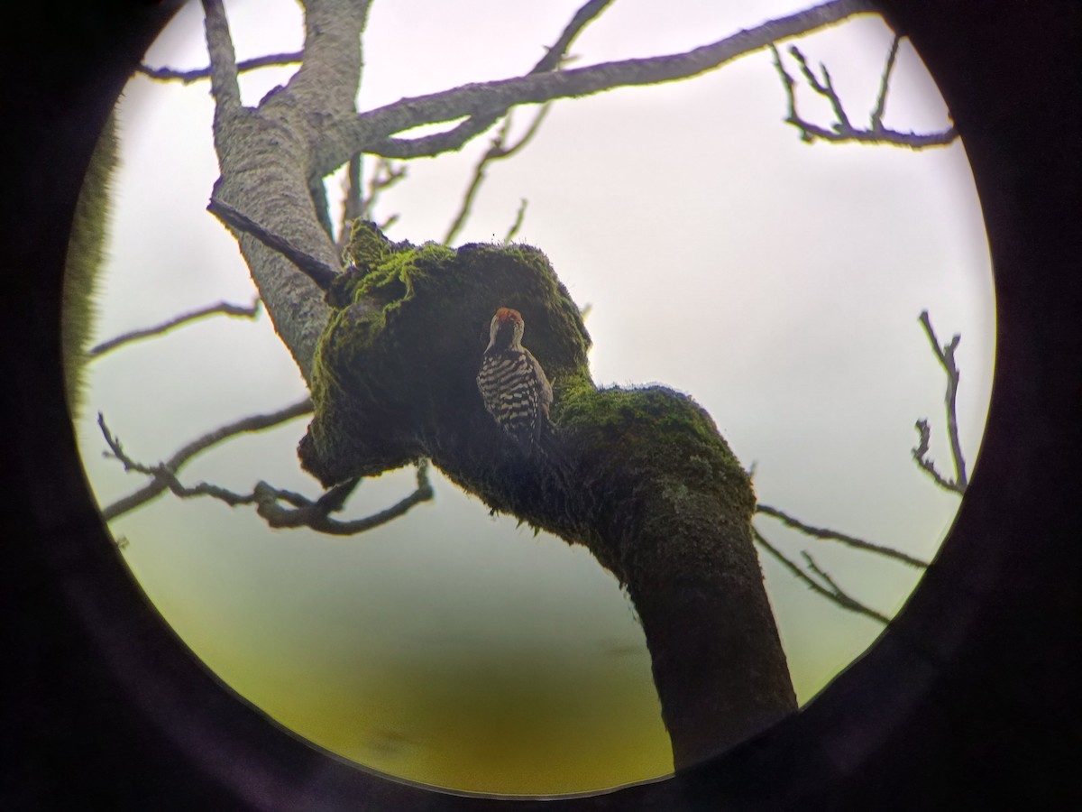 Brown-fronted Woodpecker - ML640302998