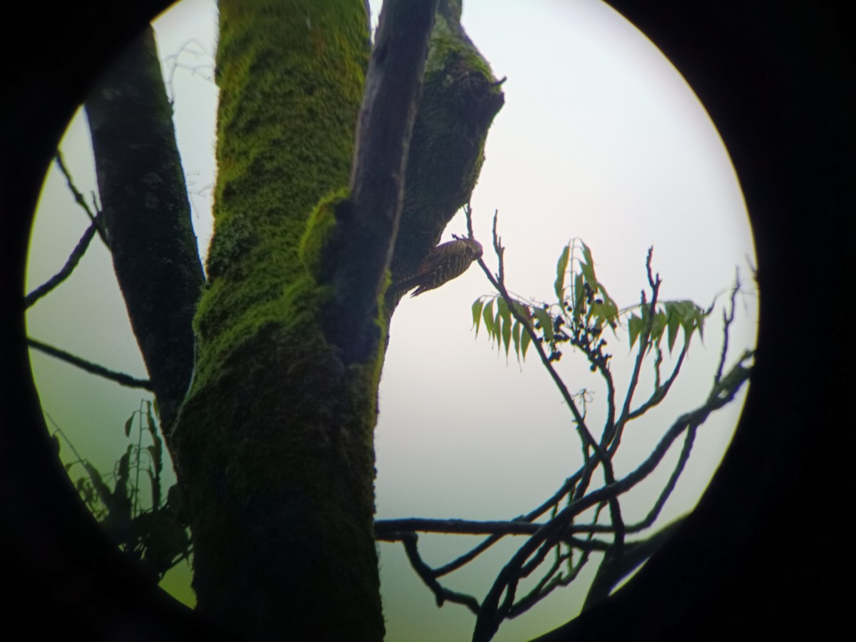 Brown-fronted Woodpecker - ML640303000