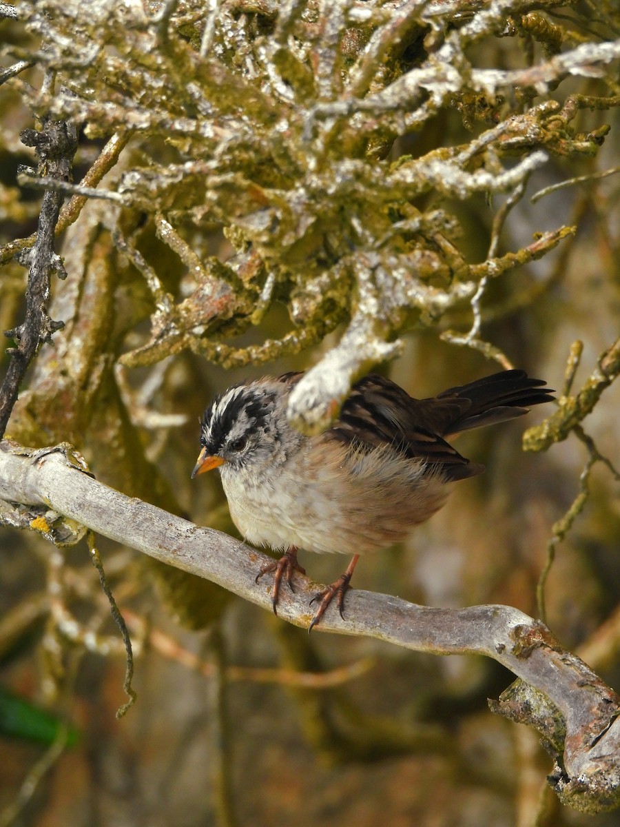White-crowned Sparrow - ML640303003