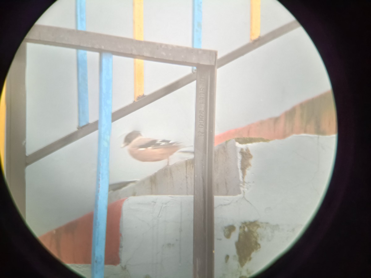 Black-headed Jay - ML640303044
