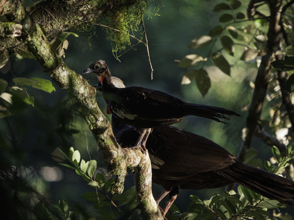Black-fronted Piping-Guan - ML640303057
