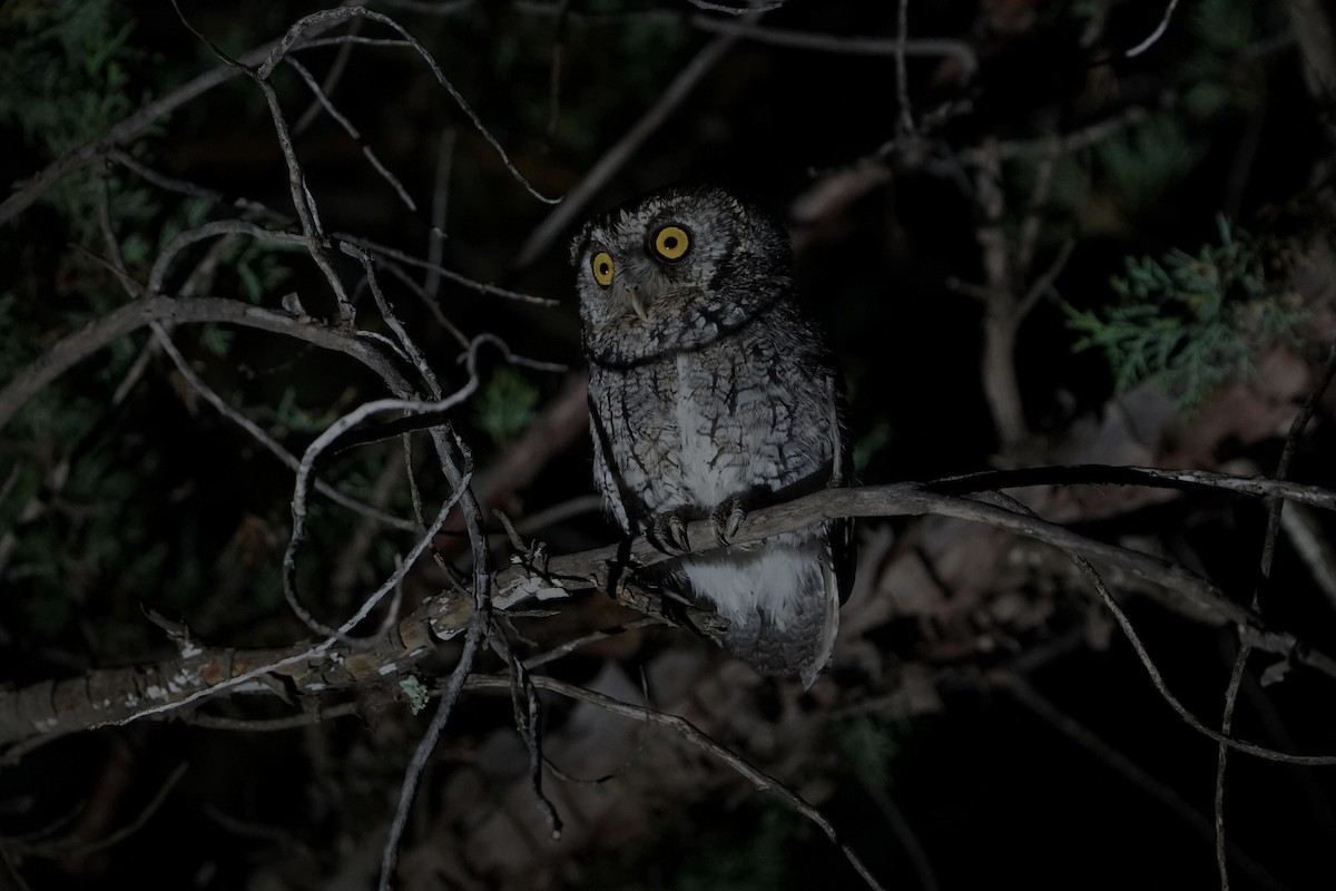 Whiskered Screech-Owl - ML640303067