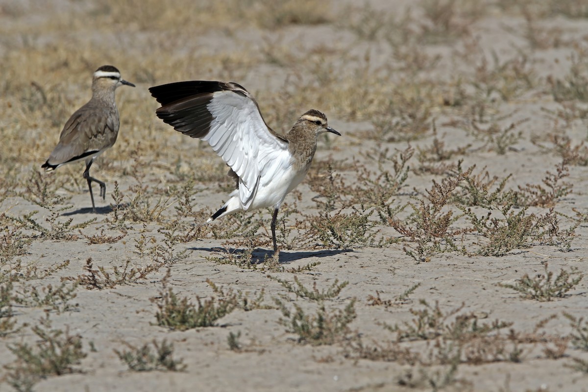 Sociable Lapwing - ML640303098