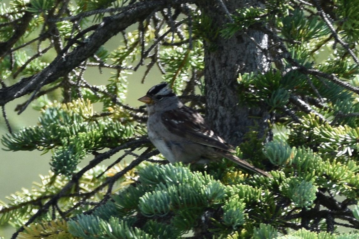White-crowned Sparrow - ML640303187