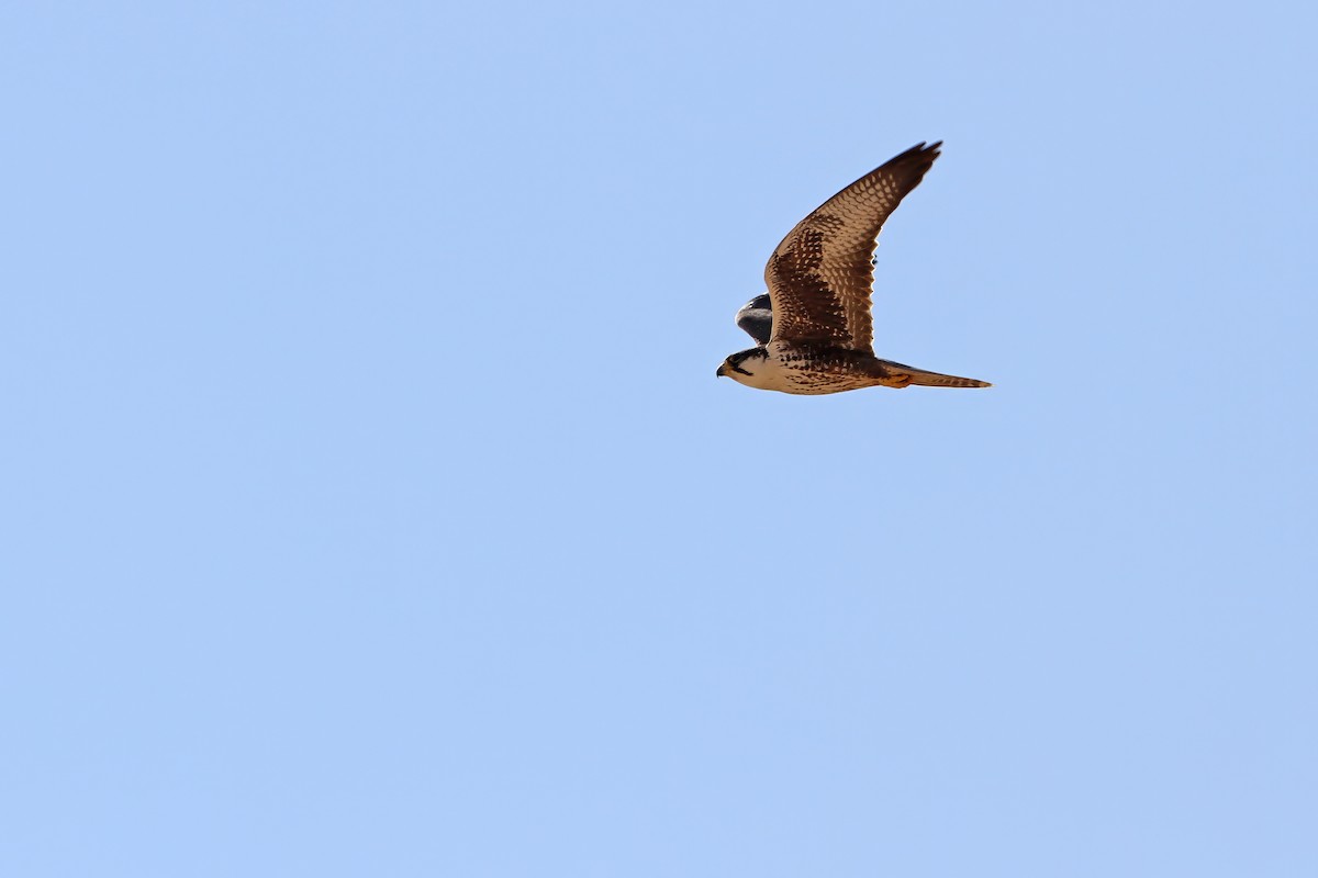Laggar Falcon - ML640303232