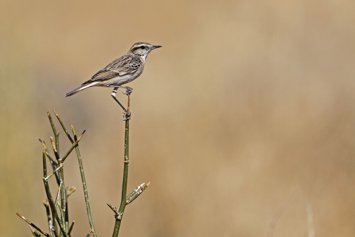 White-browed Bushchat - ML640303235
