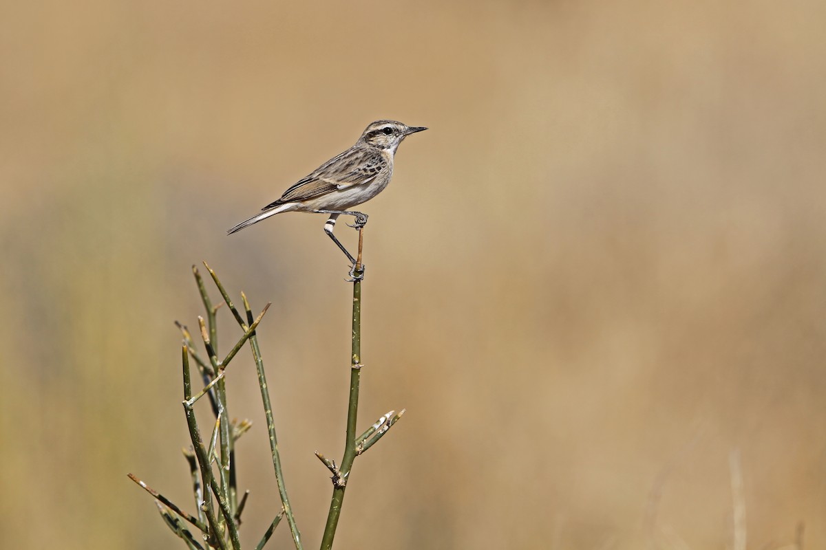 White-browed Bushchat - ML640303236