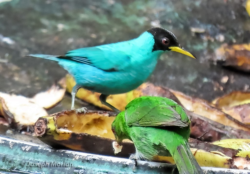 Green Honeycreeper - ML640303255