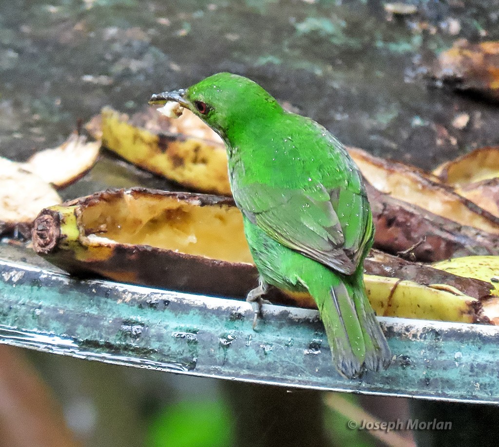 Green Honeycreeper - ML640303256